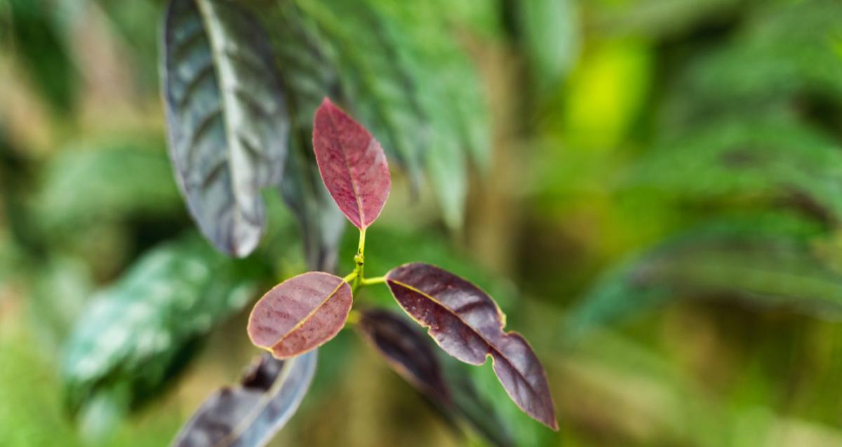 La Amazonía ecuatoriana es una farmacia de plantas medicinales El