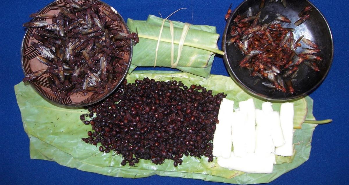 Las hormigas culonas son parte de la gastronomía amazónica El Oriente